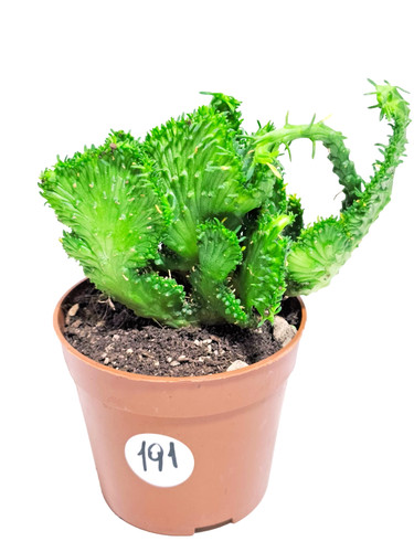 Euphorbia flanaganii crestata - euphorbia,