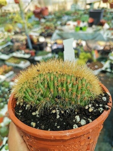 Pachycereus pringlei crestata - pringlei,