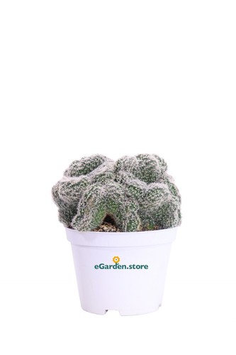 Pianta chamaecereus - pianta,