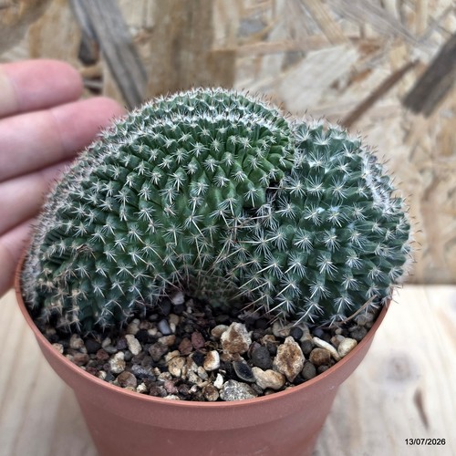 Mammillaria haniana crestata