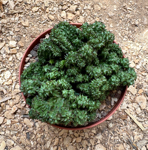 Euphorbia horrida crestata - euphorbia,