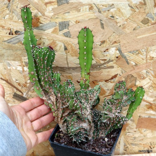 Euphorbia eritrea crestata