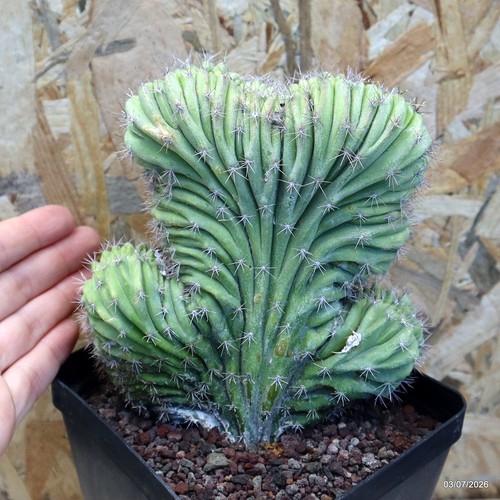 Polaskia chichipe crestata