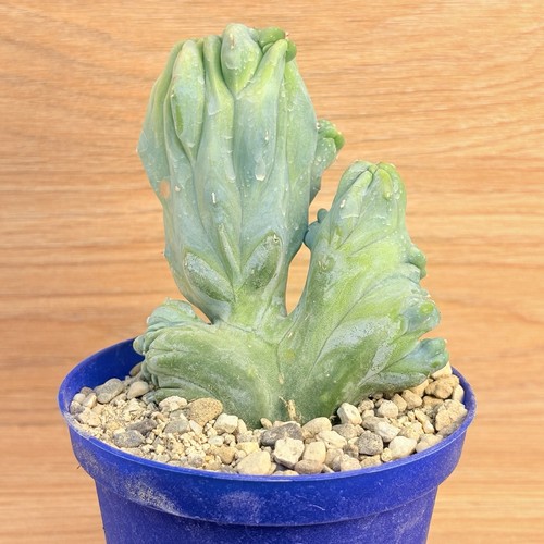 Myrtillocactus geometrizans