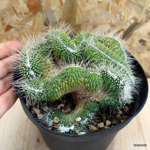 Mammillaria spinosissima
