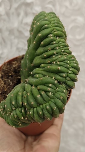 Beautiful crestata cactus - beautiful, crestata.