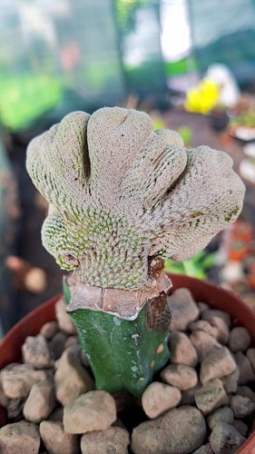 Epithelantha bokei crestata