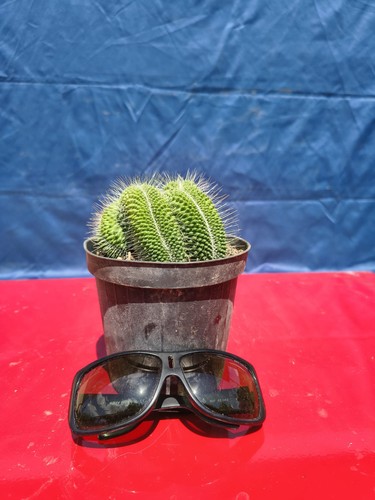 Esemplare mammillaria - esemplare,