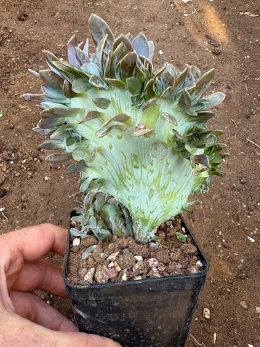 Graptoveria fred ives - 'fred, ives'