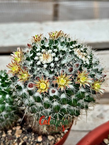 Pianta mammillaria - pianta,