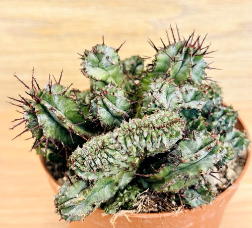 Euphorbia horrida crestata - euphorbia, f.
