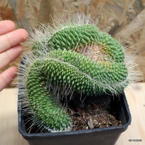Mammillaria spinosissima