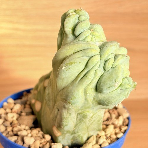 Myrtillocactus geometrizans