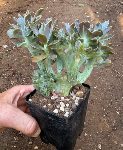Graptoveria fred ives - 'fred, ives'