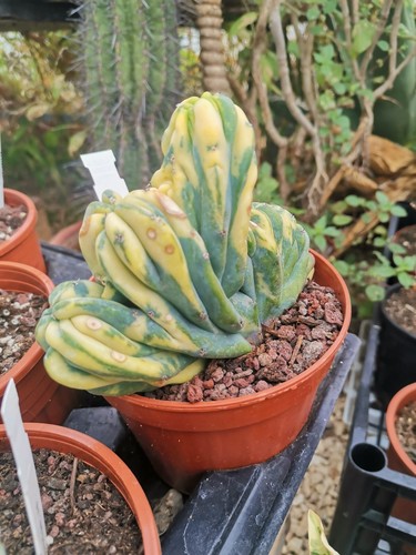 Myrtillocactus geometrizans