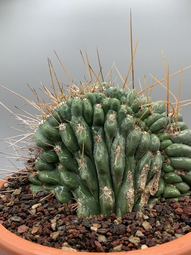 Stetsonia coryne crestata - stetsonia, pot