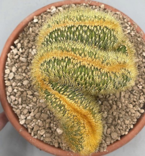 Espostoa guentheri crestata - espostoa,