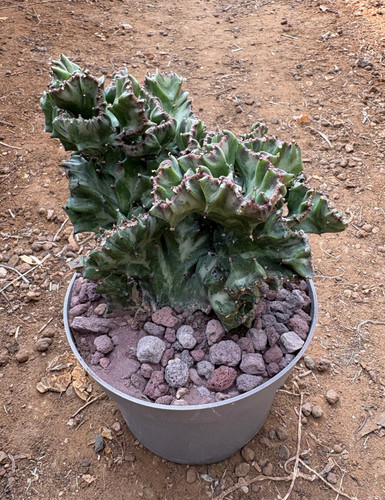 Euphorbia lactea crestata - crestata,