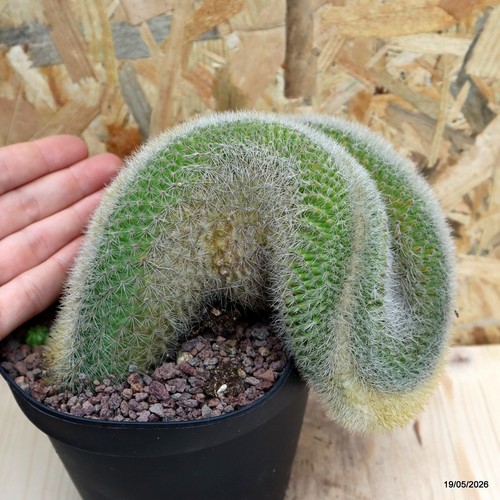 Mammillaria pilcayensis