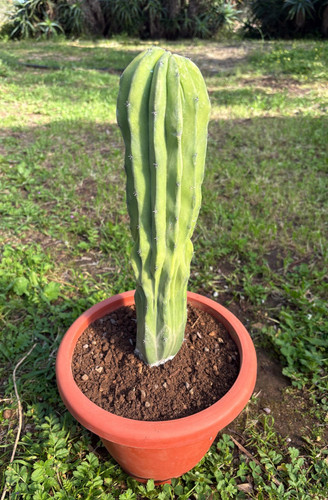 Polaskia chichipe crestata - polaskia,
