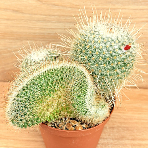 Mammillaria geminispina - , f