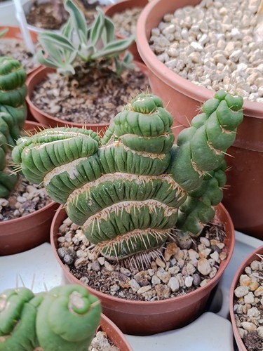Eulychnia castanea - , f