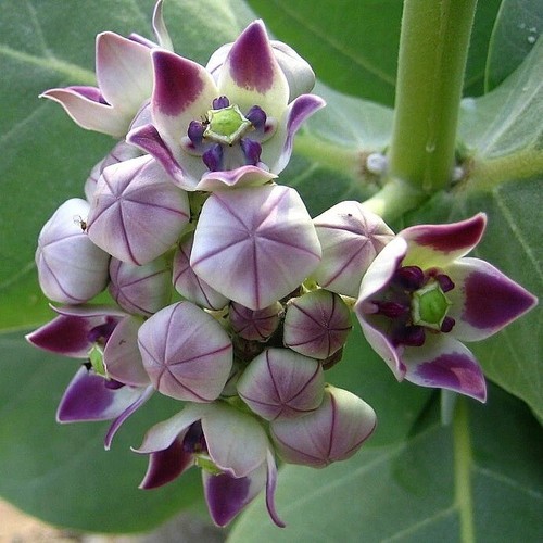 Calotropis gigantea viola