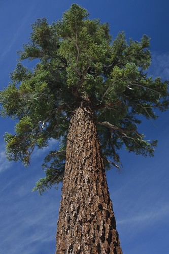 Abies magnifica abete rosso - magnifica,,