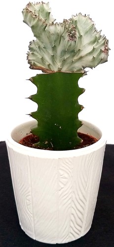 Euphorbia lactea crestata - lactea,