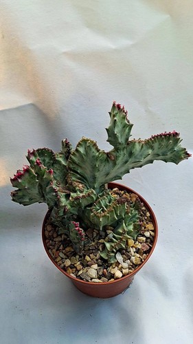 Euphorbia lactea white ghost