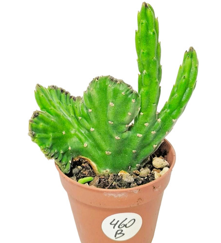 Stapelia leendertziae crestata - stapelia,