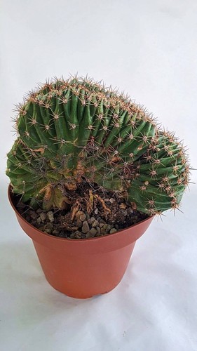 Echinopsis crestata - sp,