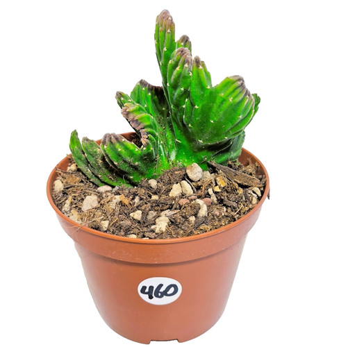 Stapelia leendertziae crestata - stapelia,