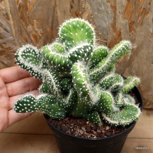 Opuntia subulata crestata - , vaso
