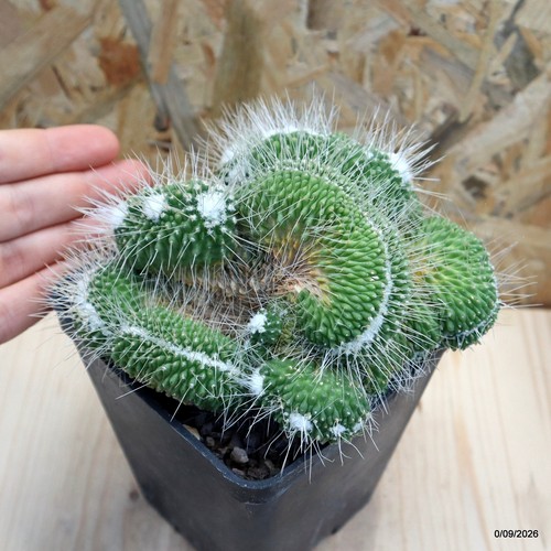 Mammillaria spinosissima