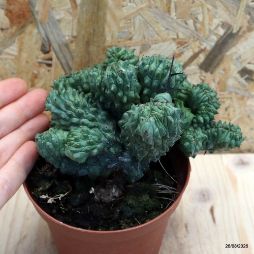 Euphorbia enopla crestata vaso - crestata,