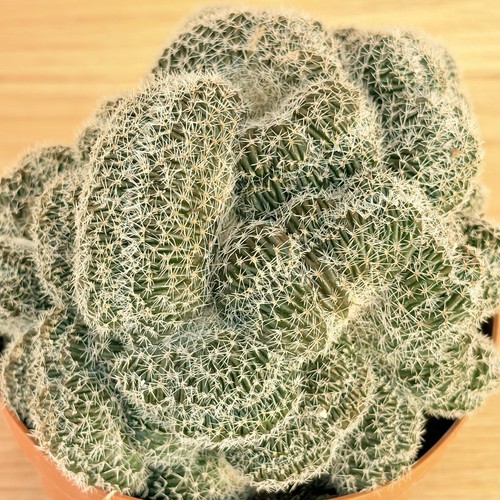 Lobivia densispina crestata - lobivia, f.crestata