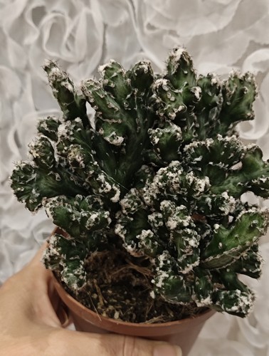 Monvillea spegazzinii crestata