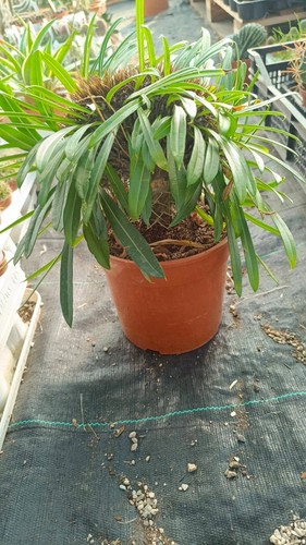 Pachypodium lamerei crestata