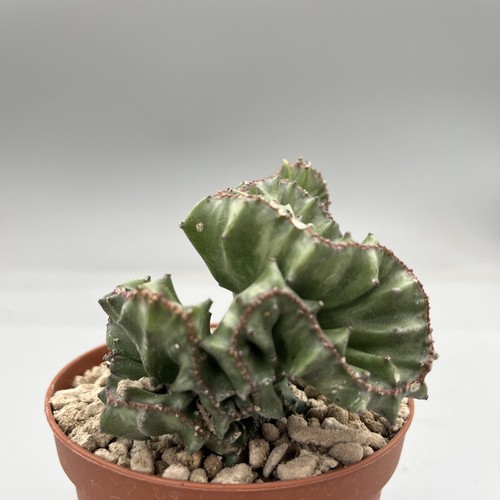 Euphorbia lactea crestata - euphorbia,