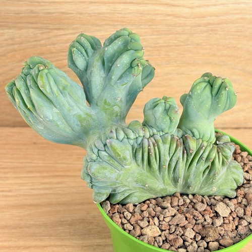 Myrtillocactus geometrizans