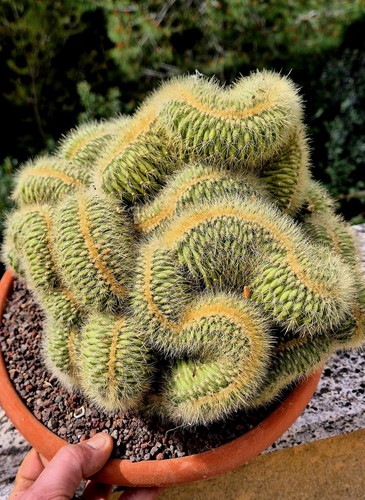 Vatricania guentheri crestata - vatricania,