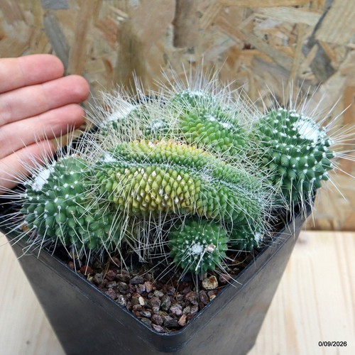 Mammillaria spinosissima