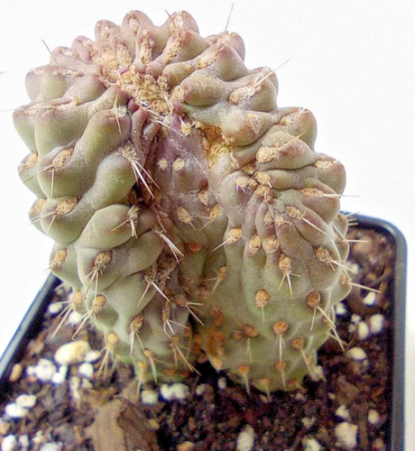 Cactus cylindropuntia fulgida - cactus,