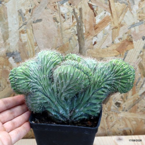 Polaskia chichipe crestata