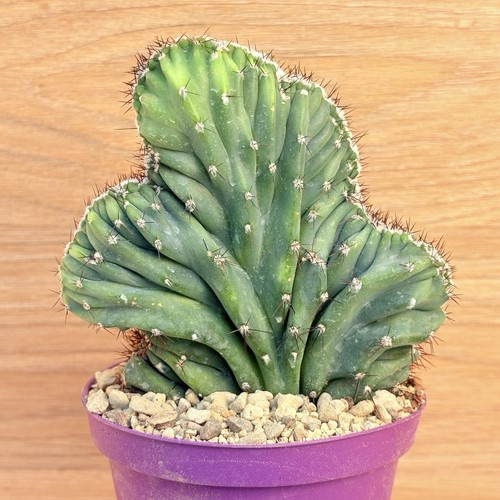 Cereus peruvianus coral f - cereus, v.