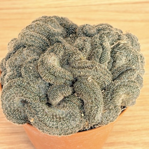 Lobivia stern von - , f.crestata