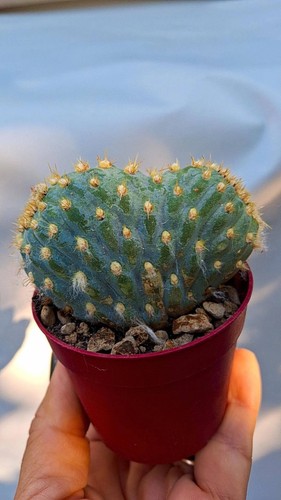 Miqueliopuntia miquelii
