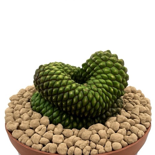 Gymnocalycium mihanovichii - , f