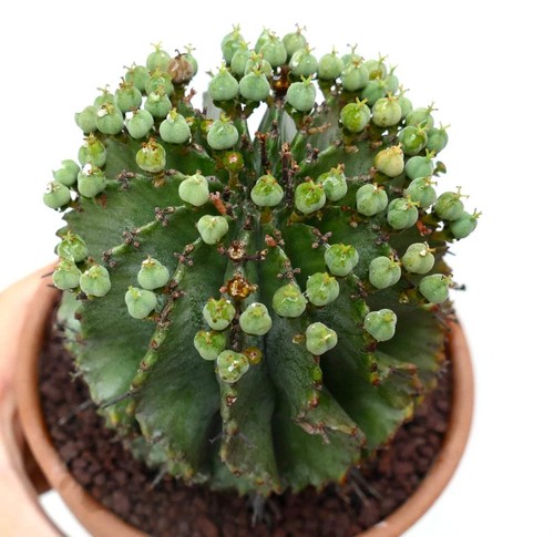 Euphorbia horrida female - horrida,